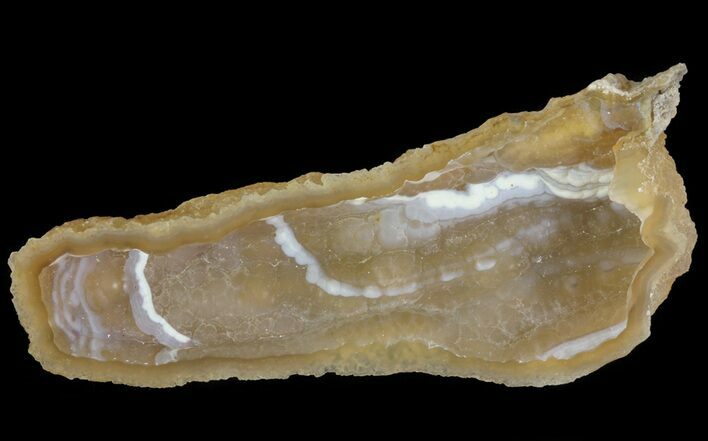 Agatized Fossil Coral Geode - Florida #66841